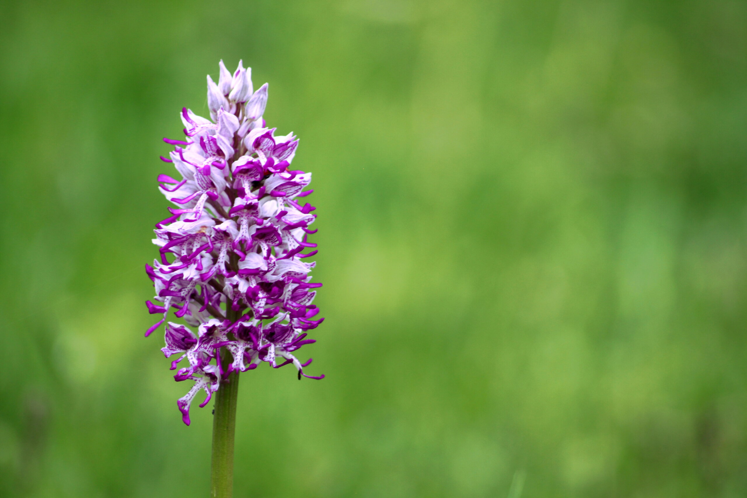 Orchidée singe dans une prairie du bord du Rhône