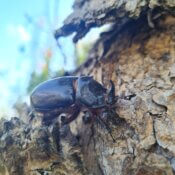 scarabée rhinocéros, Oryctes nasicornis