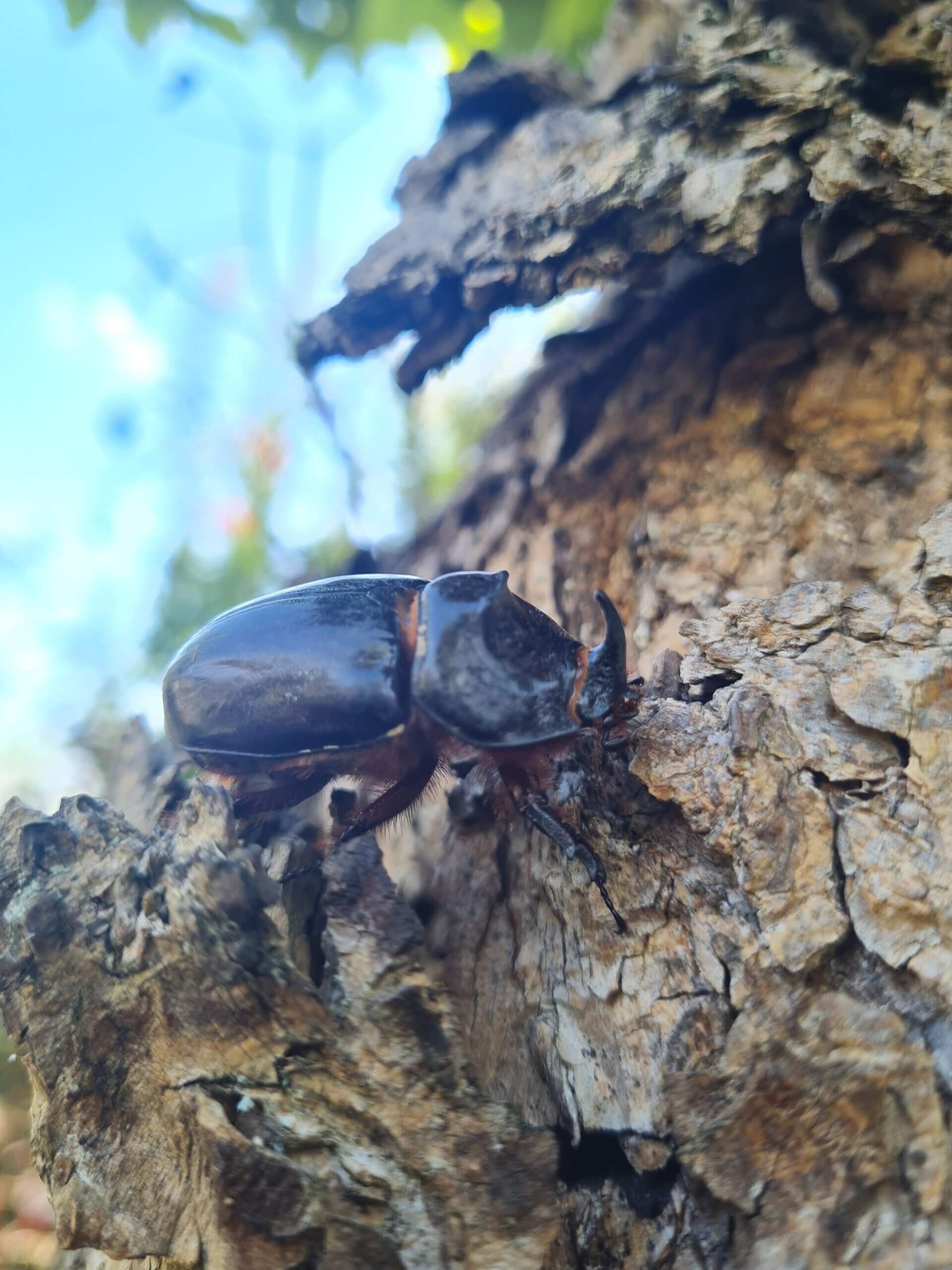 scarabée rhinocéros, Oryctes nasicornis