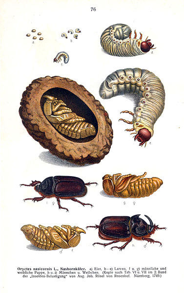 cycle de vie scarabée européen Oryctes nasicornis